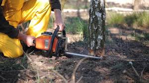 Mansfield, TX Tree Services Company